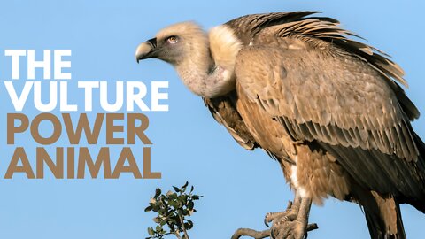 The Vulture Power Animal