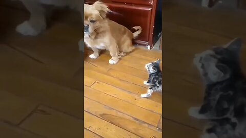 Adorable Kitten Launches Surprise Attack on Innocent Puppy! #puppy #cat #shorts