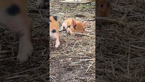 Piggies😍 #piggy #piglets #kunekune #farmanimals #homestead #foryou #fyp #farmlife #reels #cute