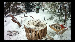 Our Temporary Winter Visitor: The Dark-eyed Junco