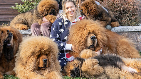 Tibetan Mastiffs - The 200lbs 'Bear Dogs' | BIG DOGZ