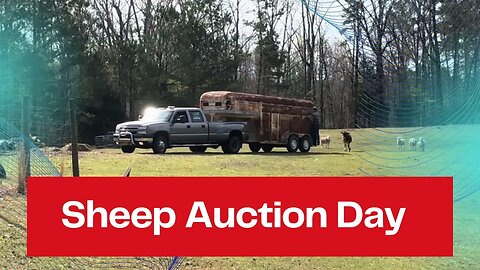 Taking Sheep to Auction
