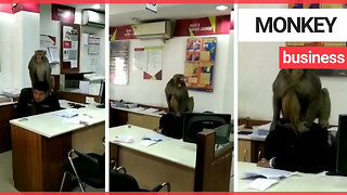 Moment a monkey takes a bank employee hostage -- by sitting on his head.