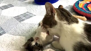 Kattmamma tvättar sina små kattungar