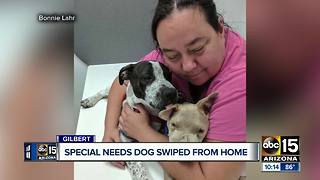 Support dog stolen from Gilbert home