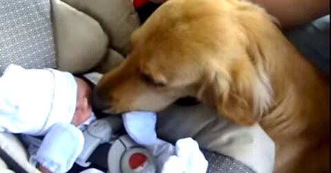 Dog meets Baby for the first time very Cute must watch