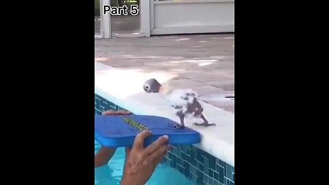 🦜♥️ I Have Trust Issues Man! Hilarious! (2 more funny videos below)