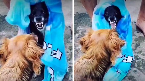 Dog Makes Hilarious Sound When Owner Tries To Dry Him Off