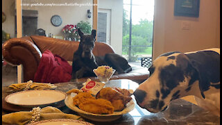 Great Danes Enjoy A Funny Fried Vs Rotisserie Chicken Taste Challenge