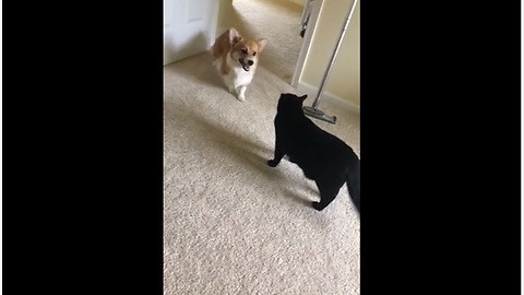 Cat Is No Match For Overly Excited Corgi Puppy