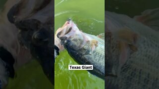 Giant Bass Release