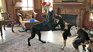 Funny Great Danes argue before sharing breakfast