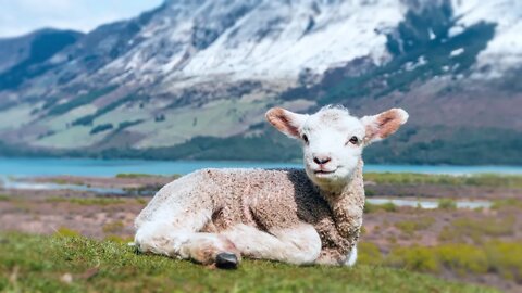 Cute Lamb Pictures With Soft Music To Brighten Your Day ☀️