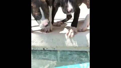 3 Brindle Pitties #dogs #pitbullpuppy #puppies #pitbulls #animals