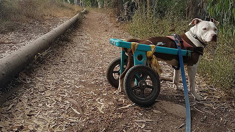 Paralyzed Pitbull Gets A Second Chance Thanks To A Custom Made Wheelchair