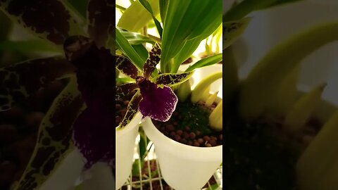 😍 Orchid Bloom Memory Lane 🤩 🥳 Nov. 2022 #ninjaorchids