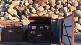 Police officer rescues bear cub stuck in dumpster