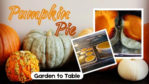 How To Make Pumpkin Pie From Scratch! | Jarrahdale Blue Pumpkin | SEED TO TABLE