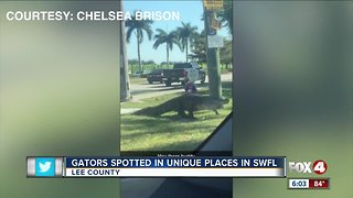 Multiple gators spotted throughout lee county