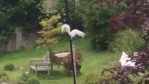 Ultra rare white squirrel filmed spotted pinching peanuts from garden bird feeder