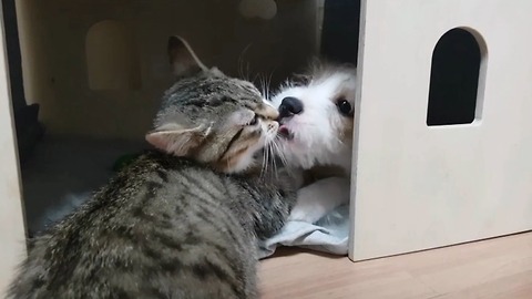 Kitten and puppy fall in love at first sight