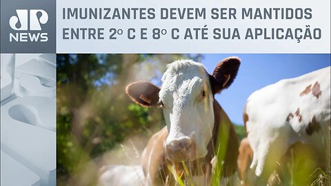 Campanha de vacinação contra febre aftosa espera imunizar 73 milhões de animais