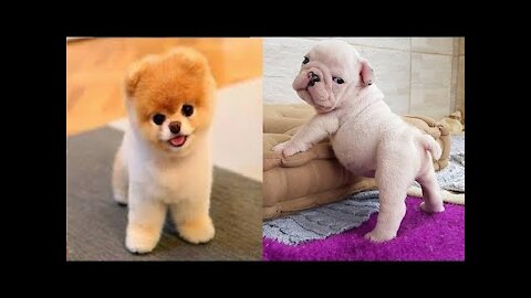 Cute Puppies 😍 Cute Funny and Smart Dogs Compilation #9