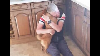 Quand son maître revient, ce chien est fou de joie