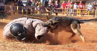 Watch how police dogs are trained