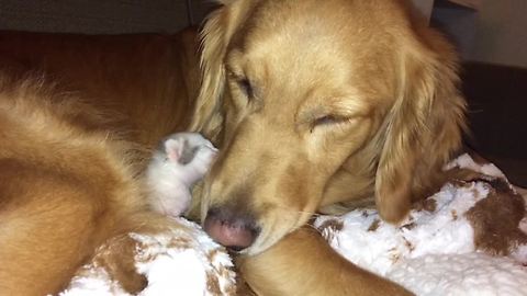 Newborn Kitten And Golden Retriever Love Each Other From First Lick