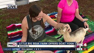 Little Big Beak Farm offers Goat Yoga classes in Bokeelia - 7am live report
