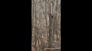 PA turkeys making some noise