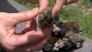 Thousands of smelly sea squirt clusters are washing up on Pass-A-Grille Beach