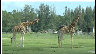 Giraffes killed by lightning strike at Lion Country Safari, park officials confirm