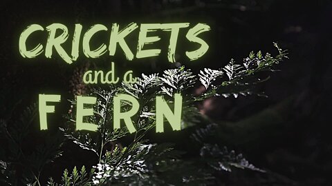Crickets and a Fern | 15 Minutes of Twilight | Ambient Sound | What Else Is There?