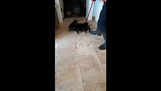 Litter Of Puppies Help Clean Kitchen Floor