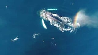 Baleia expele água e forma um arco-íris