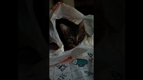 Cute Cat in the Plastic Bag
