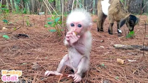 Baby monkeys learn to peel the longan fruit