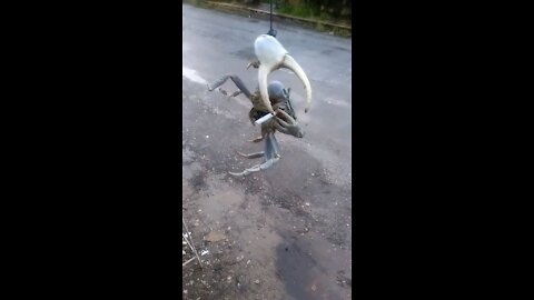 Unbelievable Artistic Cigarette Smoking Crab