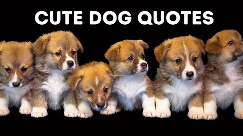 Cute Puppy Quotes-Funny Puppy Videos