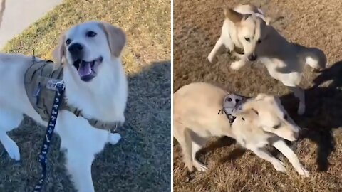 Dog Gets A Surprise Visit From His Sister
