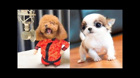 Funny & Cute Dog Videos