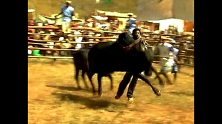 Men Risk Lives Wrestling Bulls