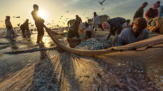 Fishermen Catch Thousands Of Sardines During Migration