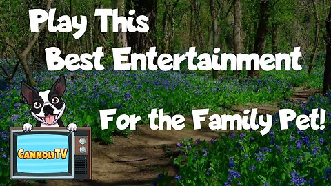 Play This Best Entertainment for the Family Pet!