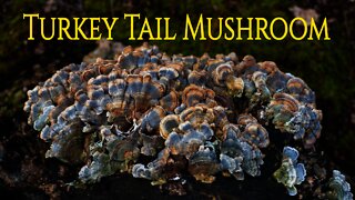 Foraging wild Turkey Tail mushrooms: Turkey Tail Tea preparation over a bushcraft fire.