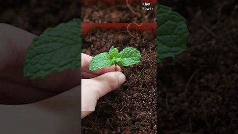 How to grow mint plants #shorts #mint