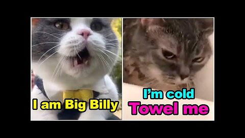 These Cats Can Speak English Better Than Hooman 😸 Funny Cats Compilation