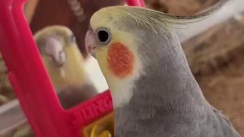 Chatty parrot loves talking to himself in the mirror